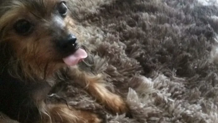 Cachorro ra a Yorkshire  idade 2 a 6 meses nome Theodora 