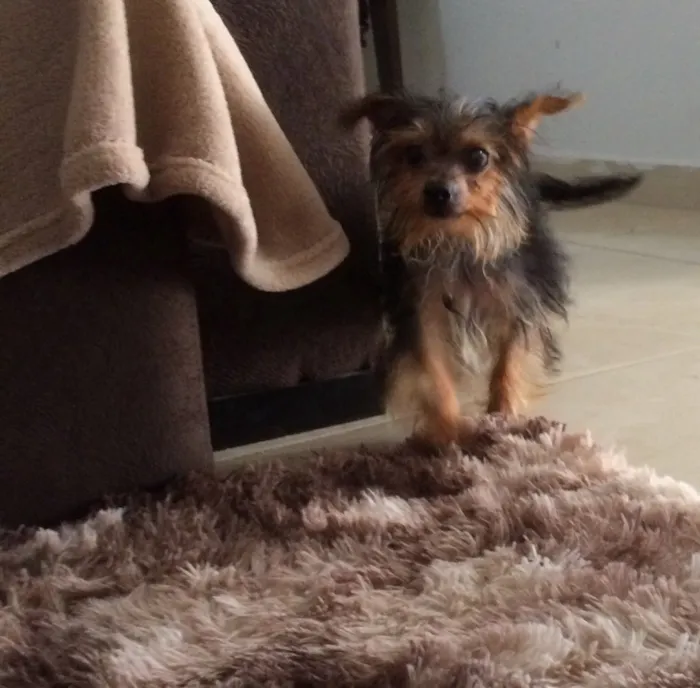 Cachorro ra a Yorkshire  idade 2 a 6 meses nome Theodora 