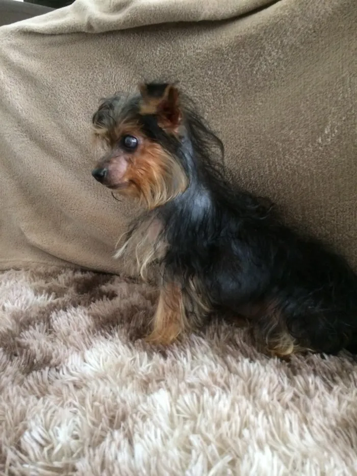 Cachorro ra a Yorkshire  idade 2 a 6 meses nome Theodora 