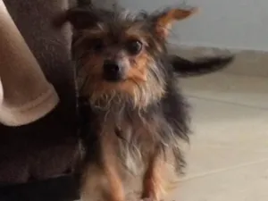 Cachorro raça Yorkshire  idade 2 a 6 meses nome Theodora 