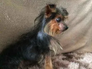 Cachorro raça Yorkshire  idade 2 a 6 meses nome Theodora 