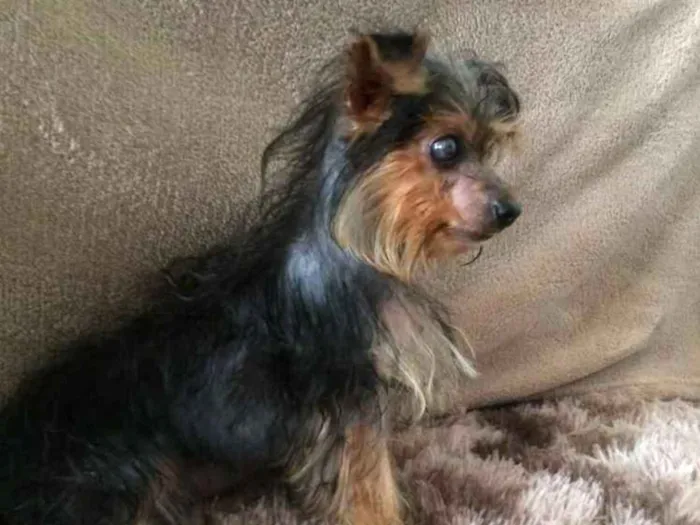 Cachorro ra a Yorkshire  idade 2 a 6 meses nome Theodora 