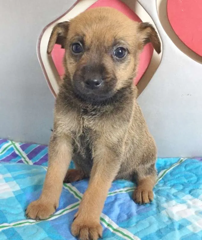 Cachorro ra a SRD idade 2 a 6 meses nome URSINHO