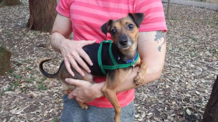 Cachorro ra a SRD idade 3 anos nome Pitoco