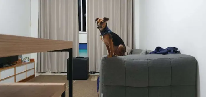 Cachorro ra a SRD idade 3 anos nome Pitoco