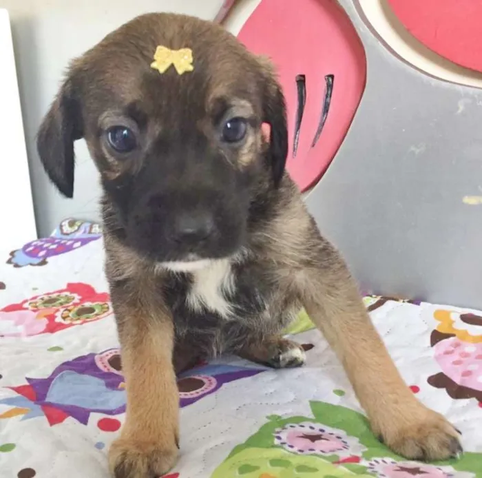 Cachorro ra a SRD idade 2 a 6 meses nome LINDINHA