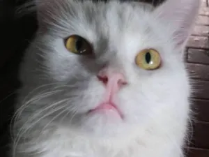 Gato raça Vira lata, mestiça  idade 2 anos nome Samira