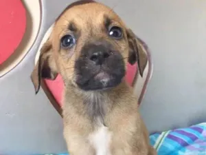 Cachorro raça SRD idade 2 a 6 meses nome LULU