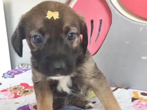 Cachorro raça SRD idade 2 a 6 meses nome LINDINHA