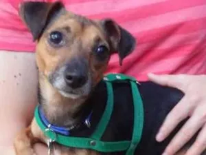 Cachorro raça SRD idade 3 anos nome Pitoco