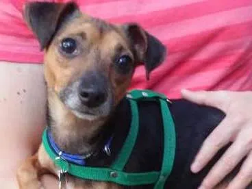 Cachorro ra a SRD idade 3 anos nome Pitoco