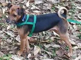Cachorro ra a SRD idade 3 anos nome Pitoco