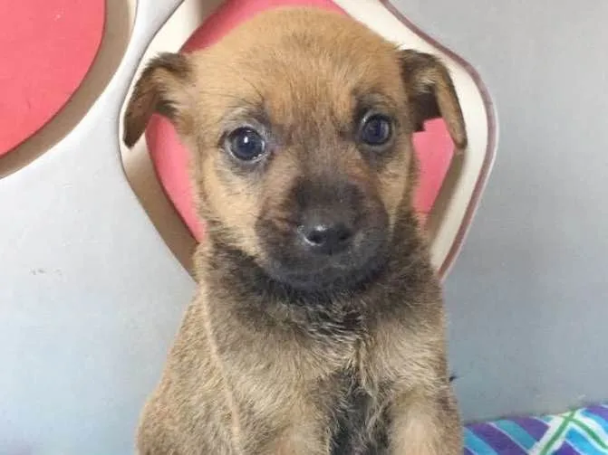 Cachorro ra a SRD idade 2 a 6 meses nome URSINHO