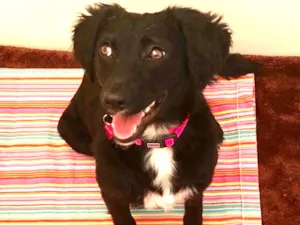 Cachorro raça Srd idade 7 a 11 meses nome Pérola 