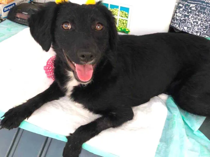 Cachorro ra a Srd idade 7 a 11 meses nome Pérola 
