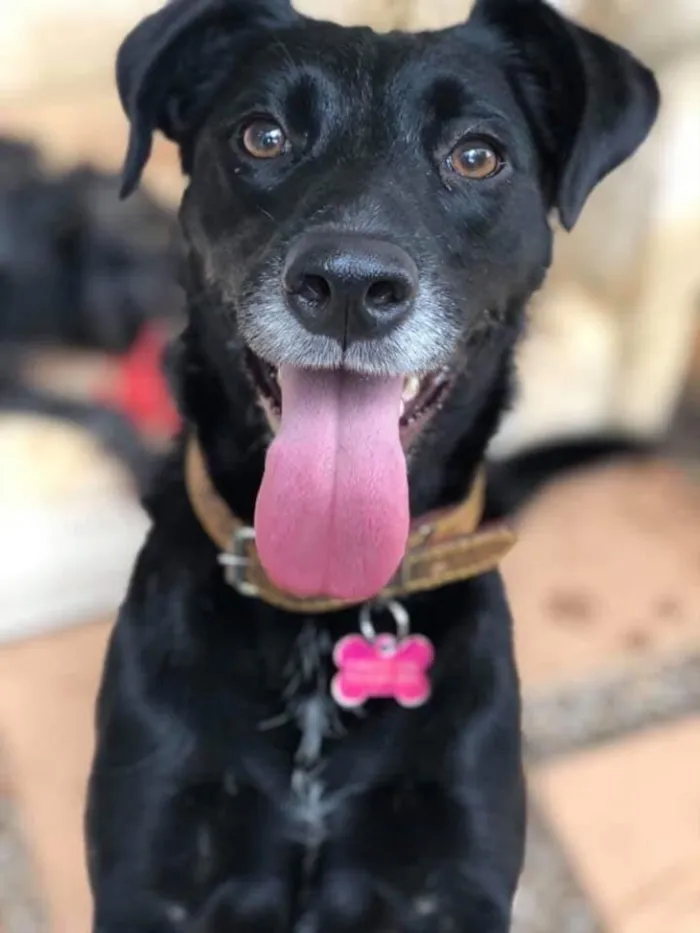 Cachorro ra a SRD  idade 3 anos nome Estela