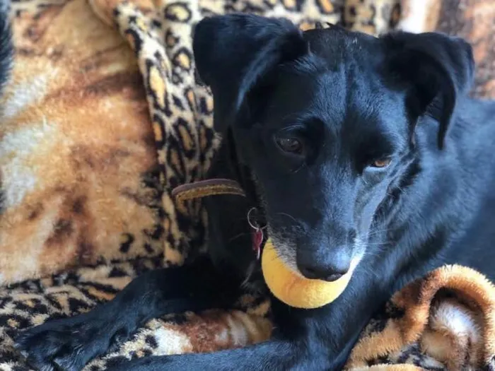 Cachorro ra a SRD  idade 3 anos nome Estela