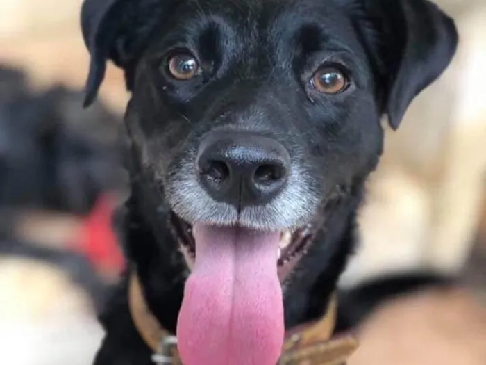 Cachorro ra a SRD  idade 3 anos nome Estela