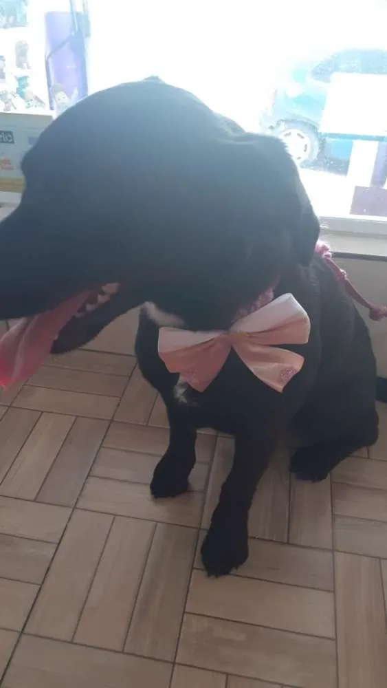 Cachorro ra a Indefinida idade 1 ano nome Lory