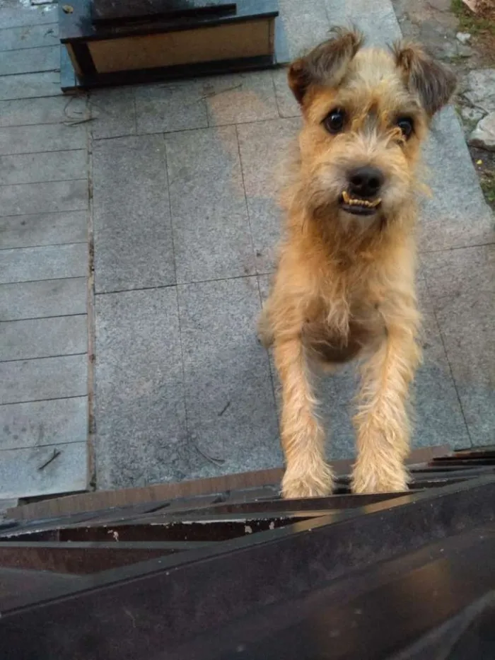 Cachorro ra a Vira latinha idade 4 anos nome Sorriso
