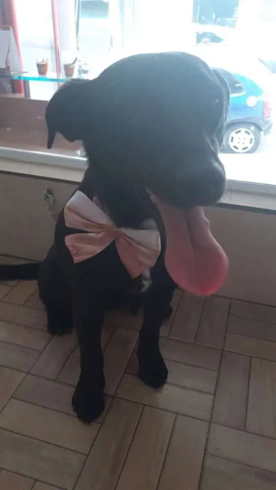 Cachorro ra a Indefinida idade 1 ano nome Lory