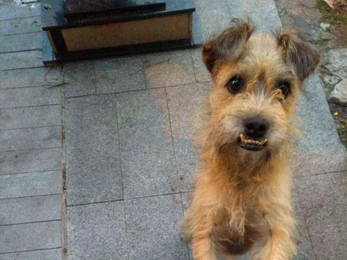 Cachorro ra a Vira latinha idade 4 anos nome Sorriso