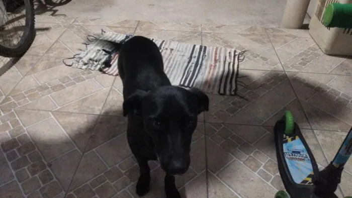 Cachorro ra a Indefinida idade 1 ano nome Lory