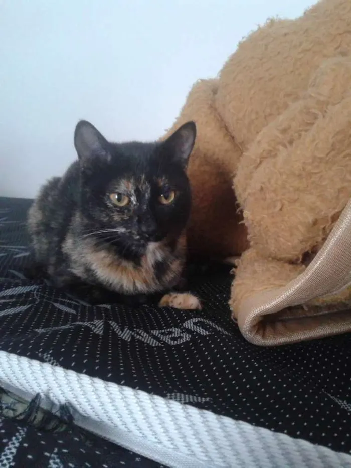 Gato ra a Mestiço idade 1 ano nome Kicha