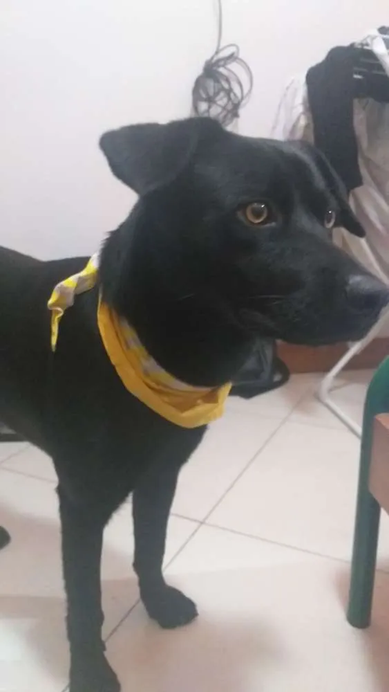 Cachorro ra a SRD idade 2 anos nome Sirius