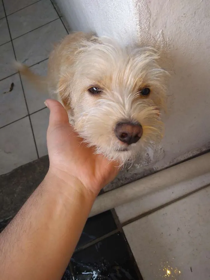 Cachorro ra a Virada idade 7 a 11 meses nome Bilu