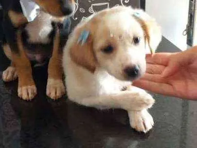 Cachorro ra a Vira-lata  idade Abaixo de 2 meses nome Lady 