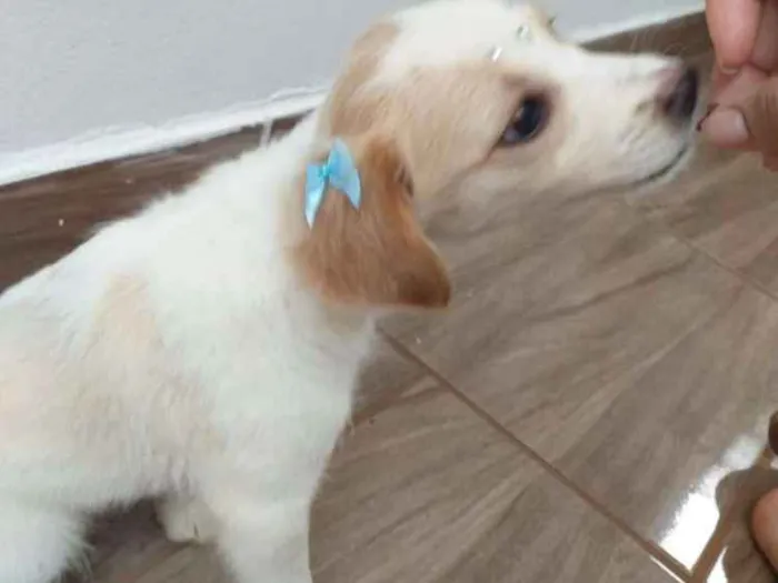 Cachorro ra a Vira-lata  idade Abaixo de 2 meses nome Lady 