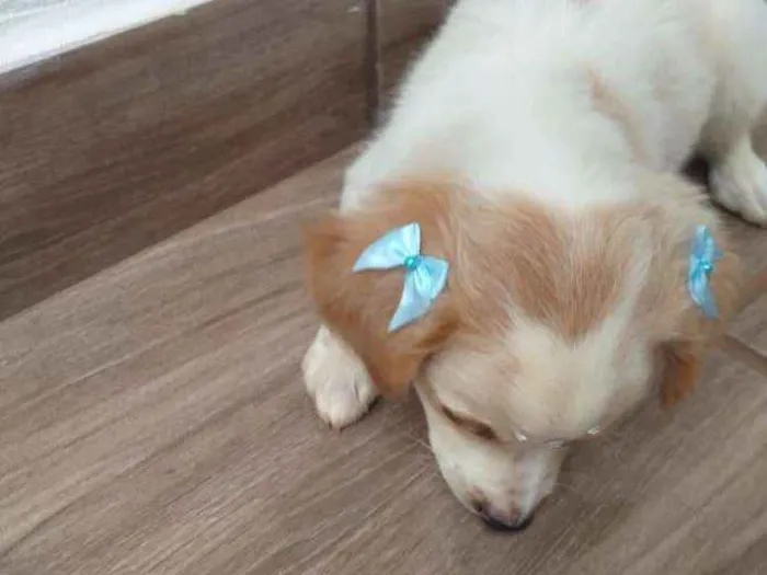 Cachorro ra a Vira-lata  idade Abaixo de 2 meses nome Lady 