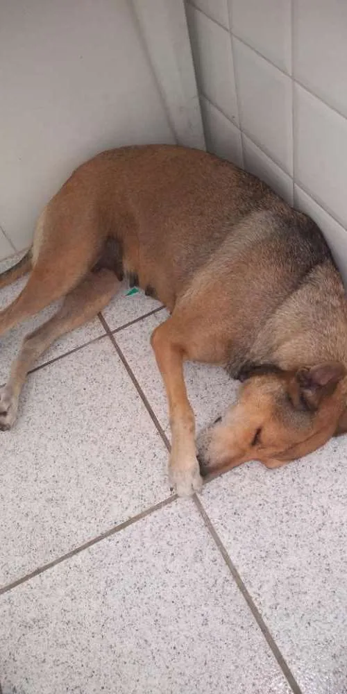 Cachorro ra a Sem raça definida idade 2 anos nome Maga