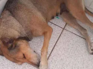 Cachorro raça Sem raça definida idade 2 anos nome Maga