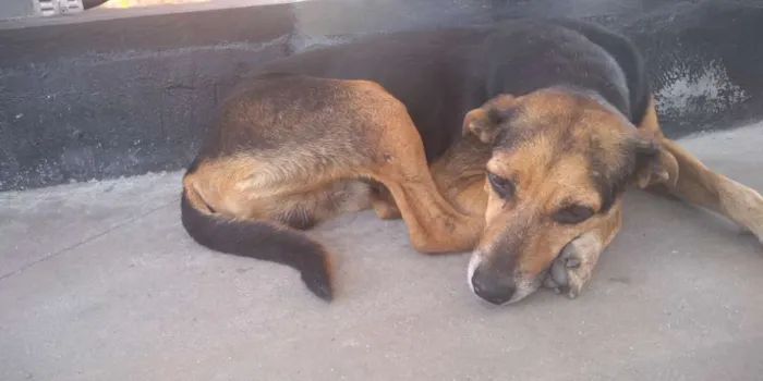 Cachorro ra a Sem raça definida idade 6 ou mais anos nome BR
