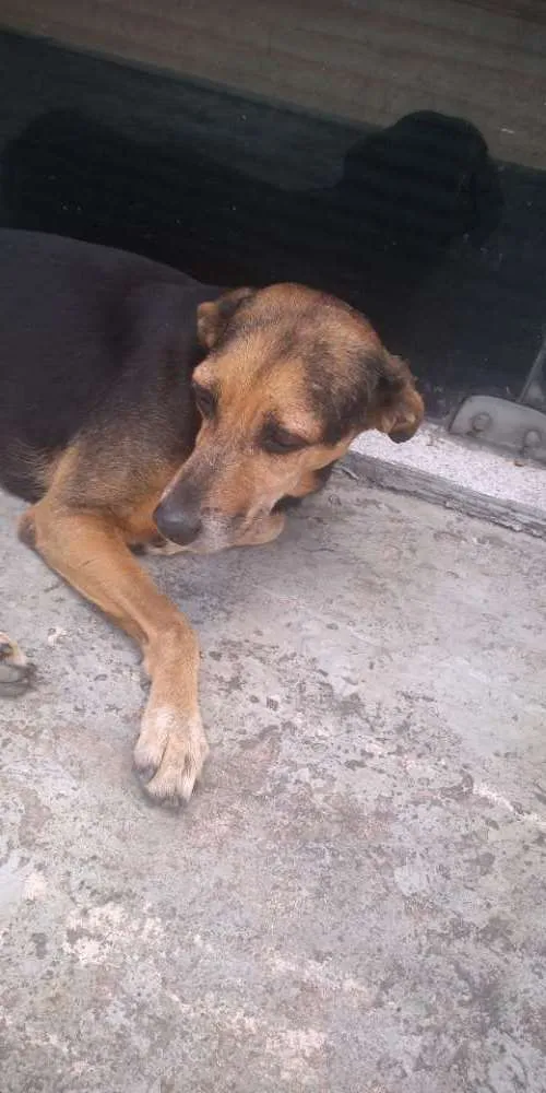 Cachorro ra a Sem raça definida idade 6 ou mais anos nome BR