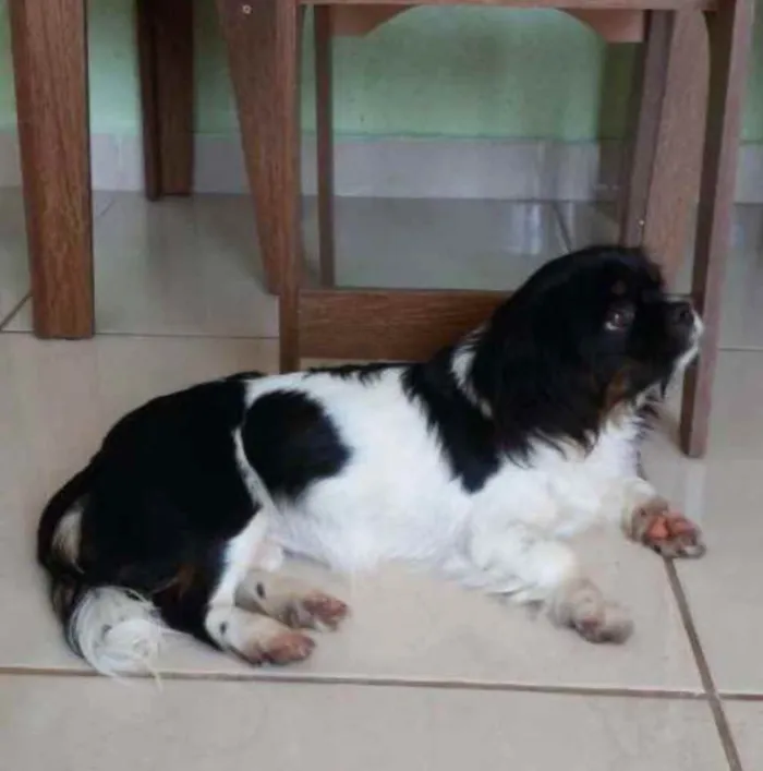 Cachorro ra a Lhasa apso  idade 7 a 11 meses nome Luna
