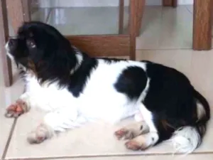 Cachorro raça Lhasa apso  idade 7 a 11 meses nome Luna