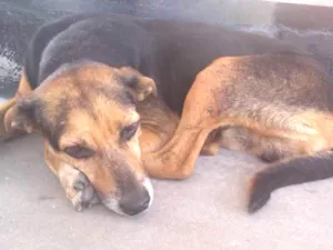 Cachorro raça Sem raça definida idade 6 ou mais anos nome BR