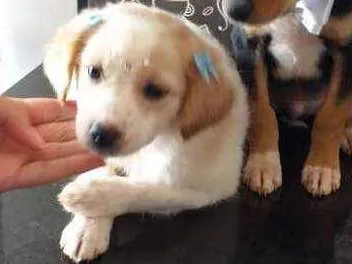 Cachorro ra a Vira-lata  idade Abaixo de 2 meses nome Lady 