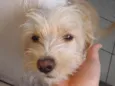 Bilu