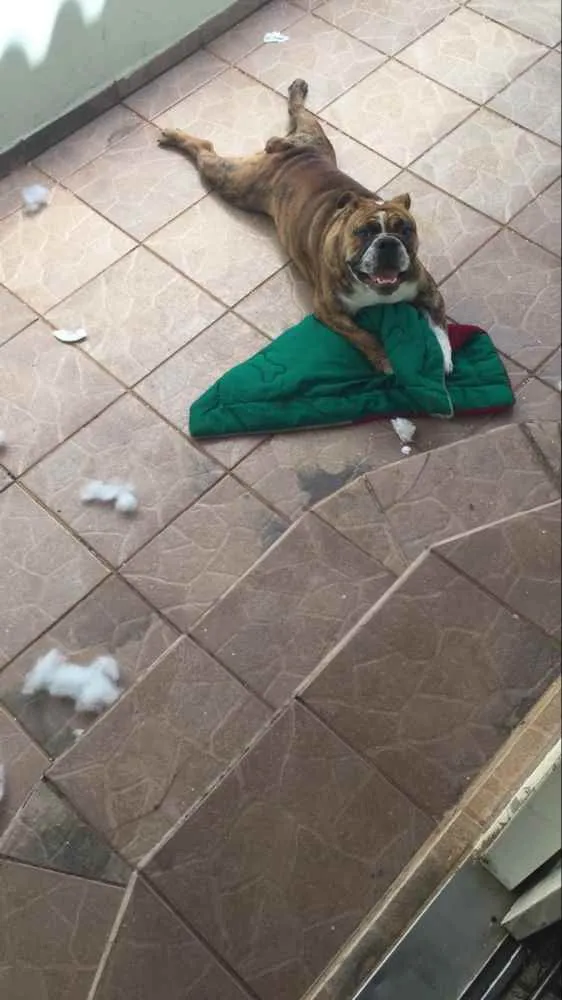 Cachorro ra a Buldogue inglês  idade 1 ano nome Zeus