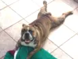 Zeus