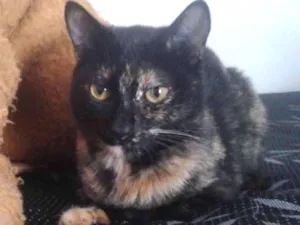 Gato raça Mestiço idade 1 ano nome Kicha