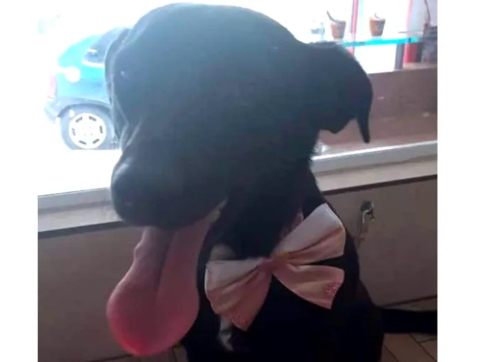 Cachorro ra a Indefinida idade 1 ano nome Lory