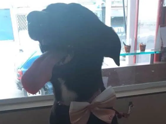 Cachorro ra a Indefinida idade 1 ano nome Lory