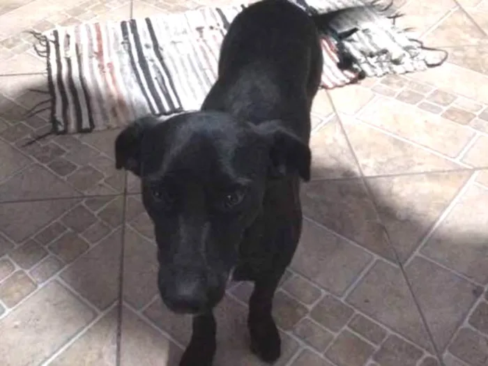 Cachorro ra a Indefinida idade 1 ano nome Lory
