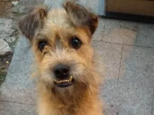 Cachorro raça Vira latinha idade 4 anos nome Sorriso