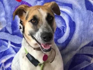Cachorro raça SRD idade 2 anos nome Carol